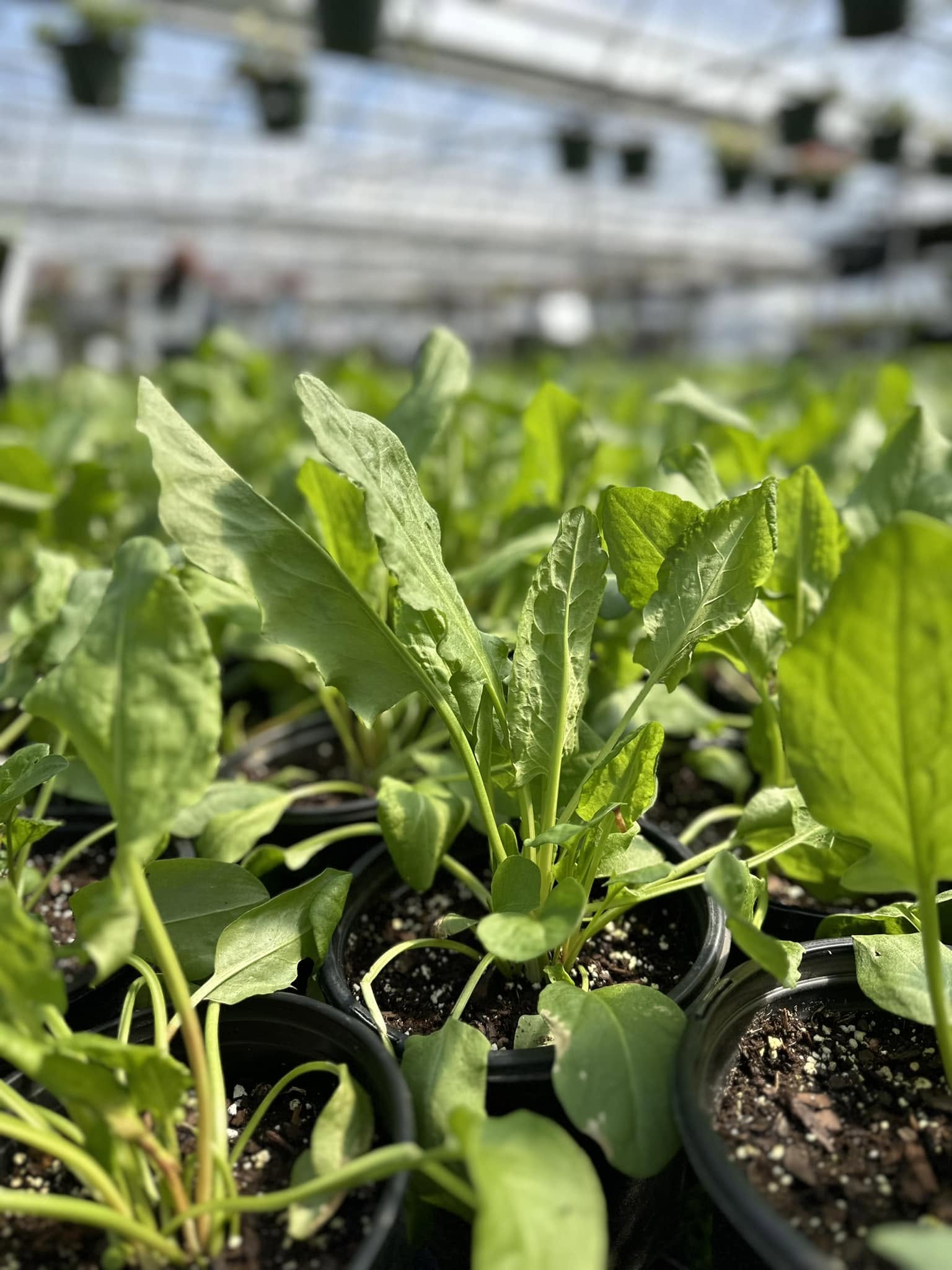 Doan's Nursery plants