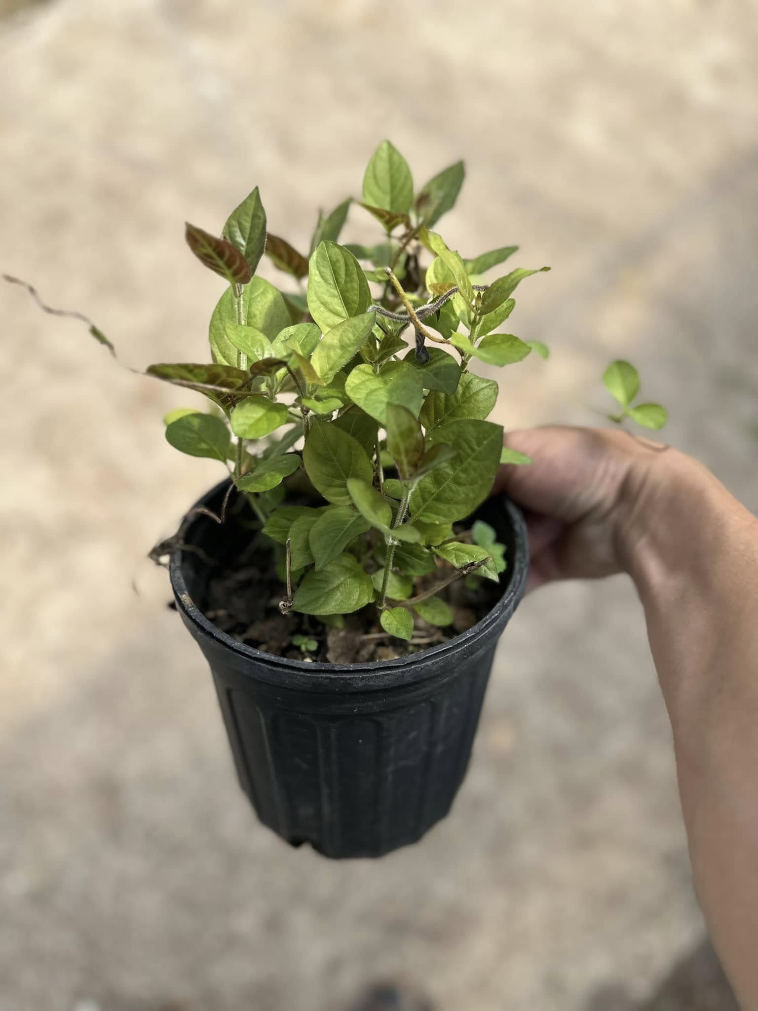 Doan's Nursery plants