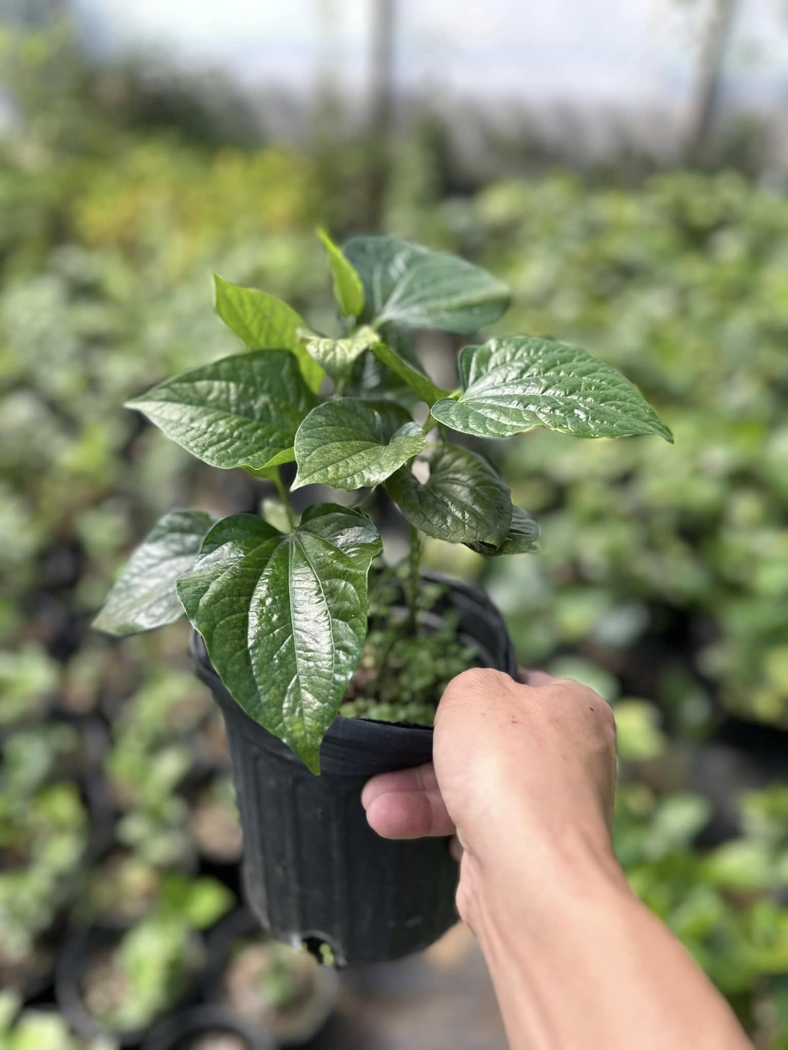 Doan's Nursery plants
