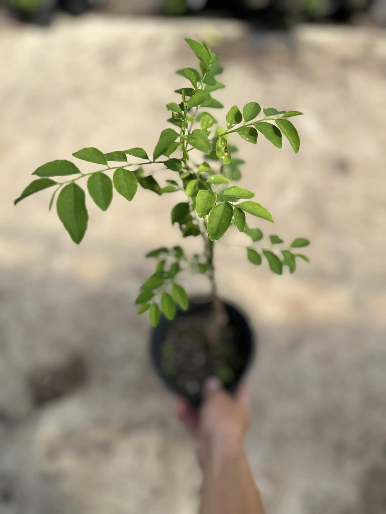 Doan's Nursery plants