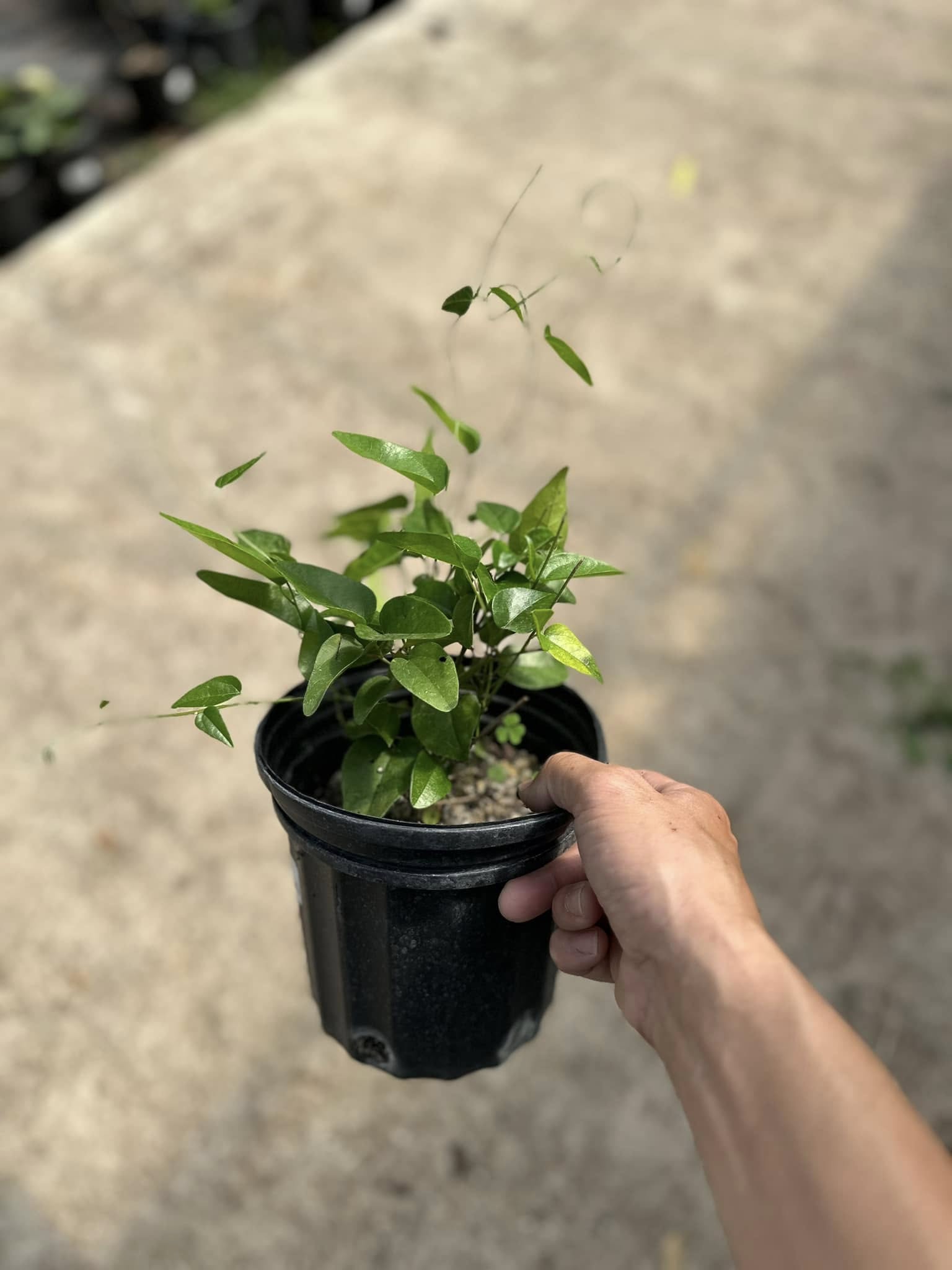 Doan's Nursery plants