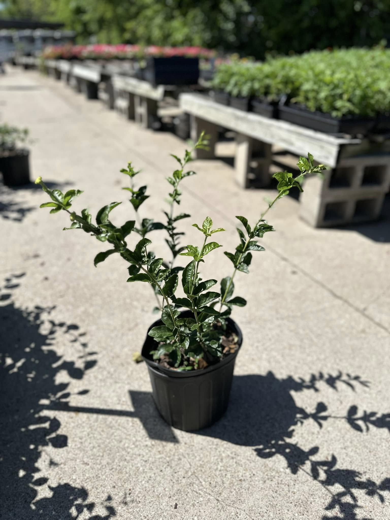 Doan's Nursery plants