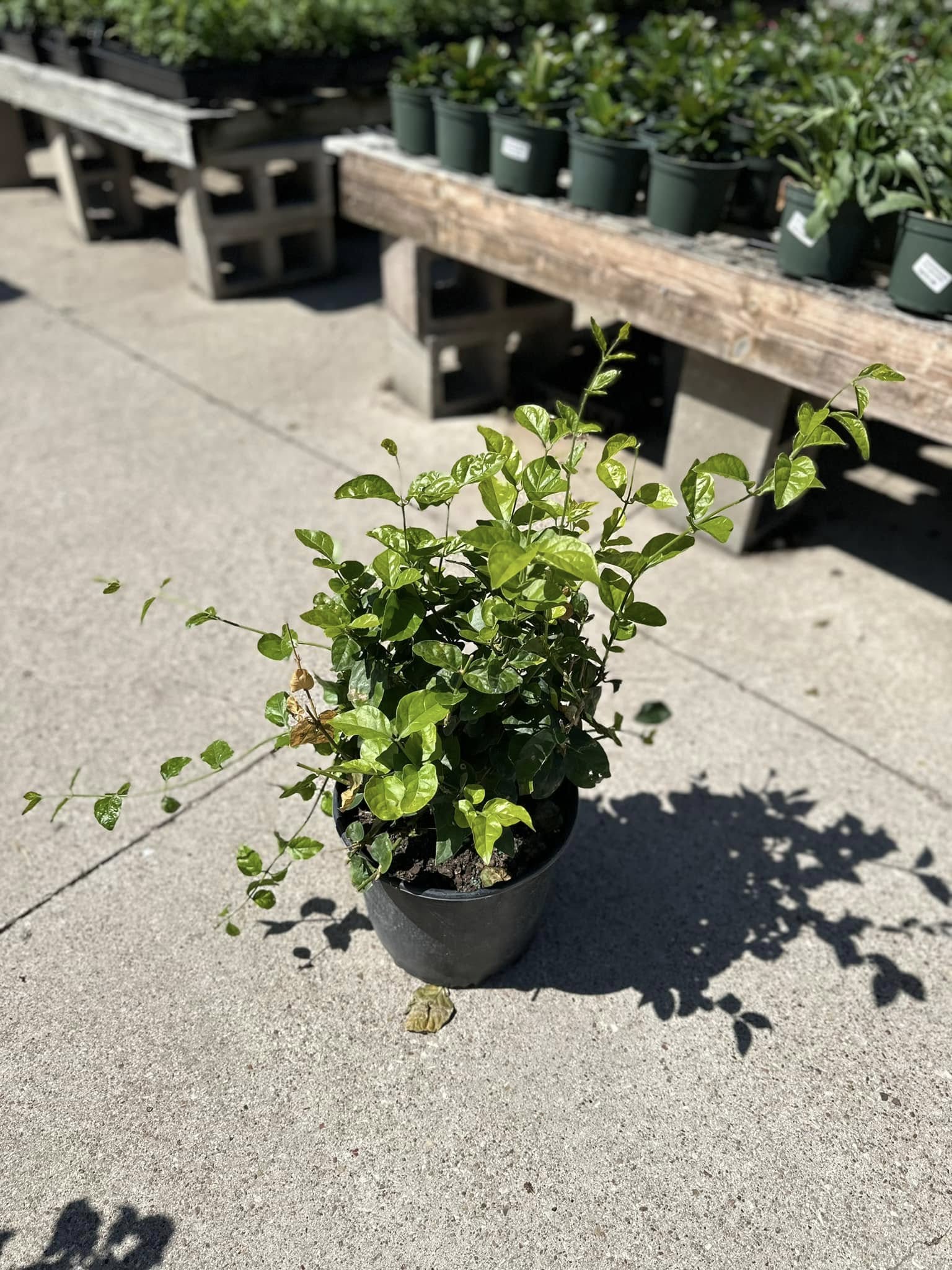 Doan's Nursery plants