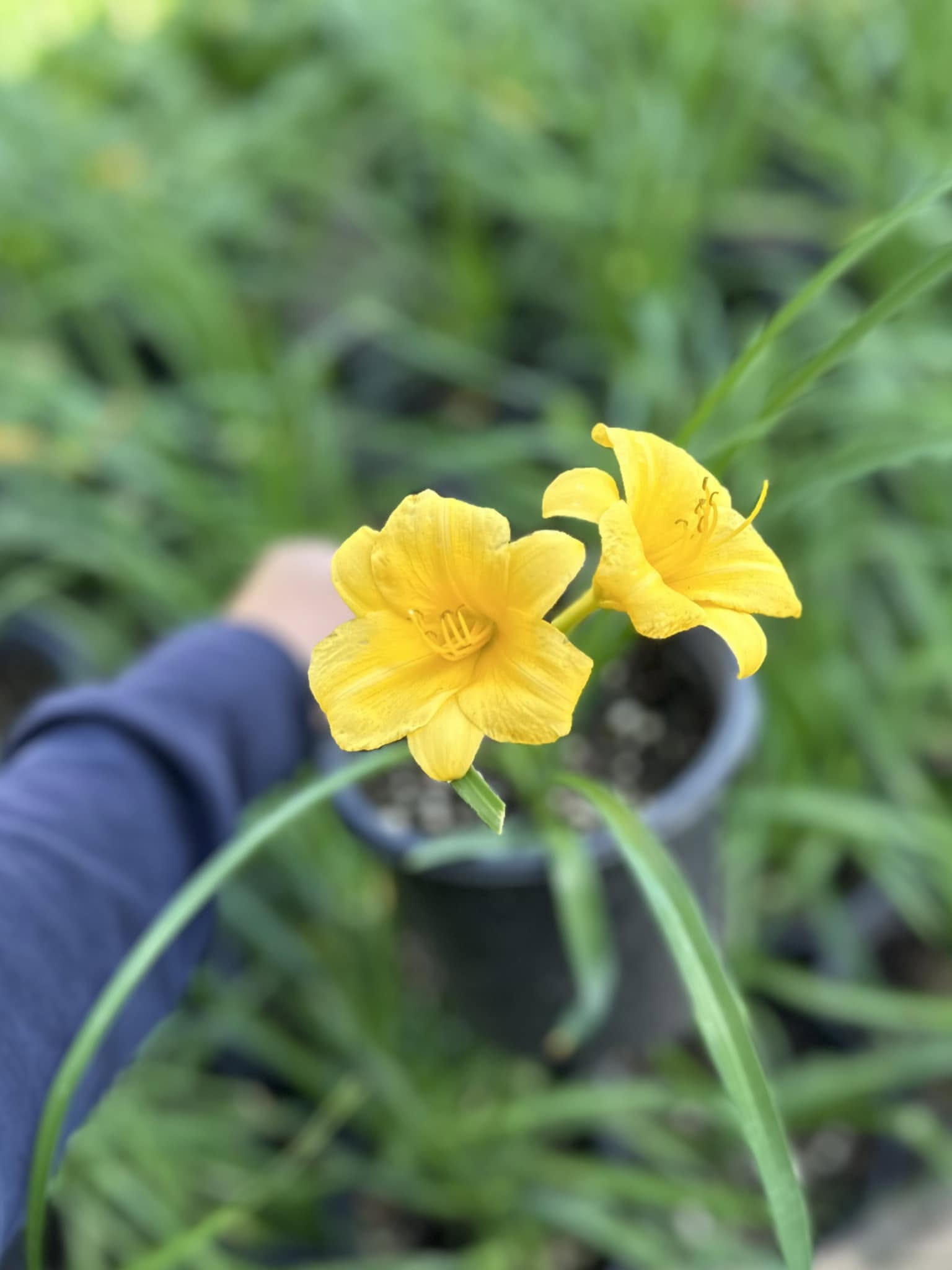 Doan's Nursery plants
