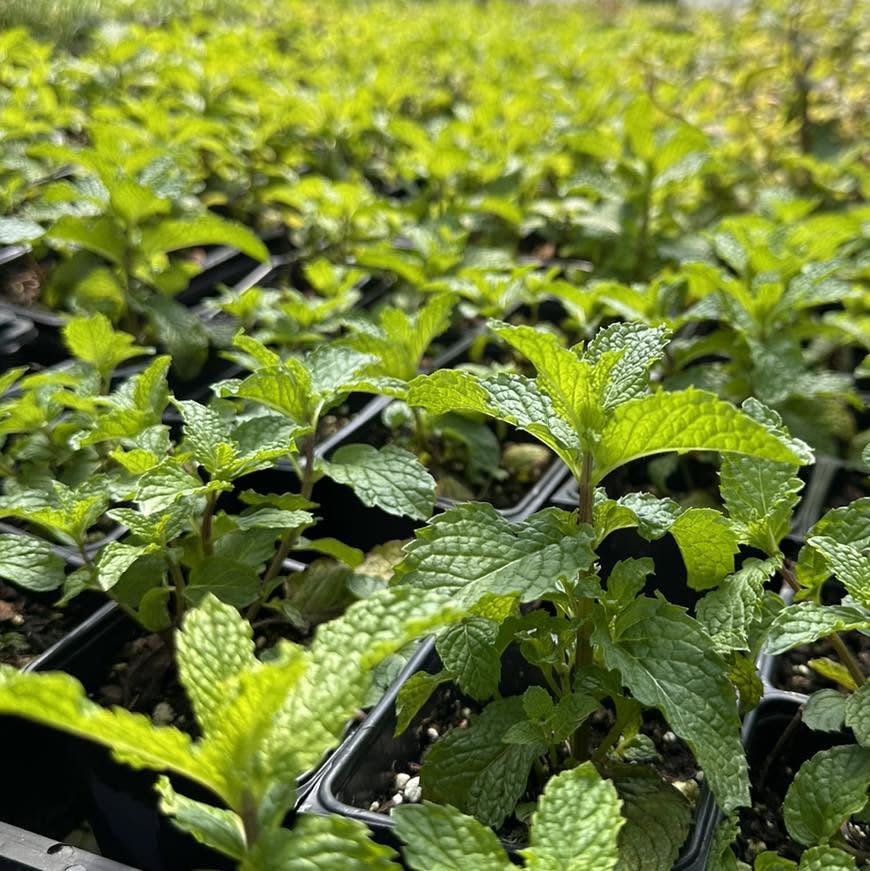 Plants at Doan's Nursery